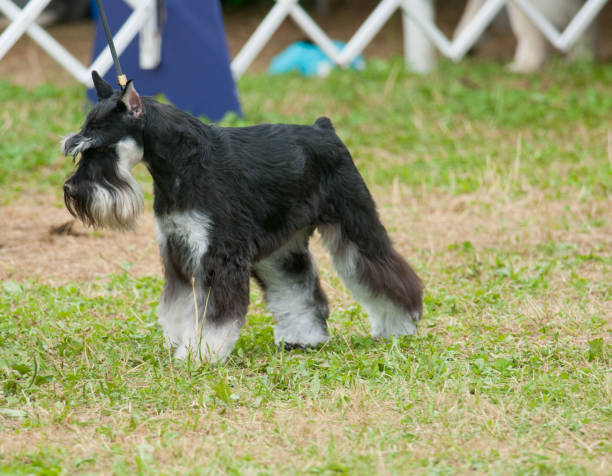istock Miniature Schnauzer standing in the dog show ring 2197987488