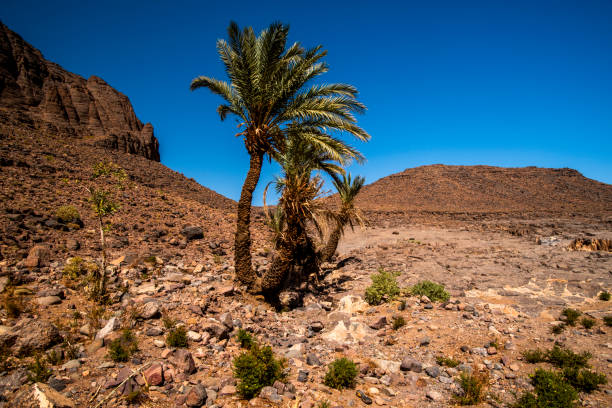 istock 2024 03 15 Jebel Saghro Atlas palm 80 2197988353