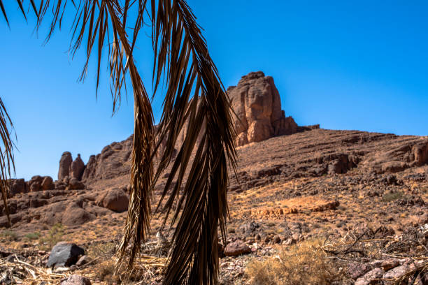 istock 2024 03 15 Jebel Saghro Atlas palm 85 2197988480