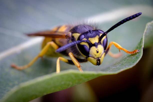 istock Macro Portrait of a Yellowjacket Wasp 2197990329