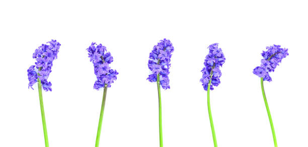 Hyacinth flowers isolated on white background.