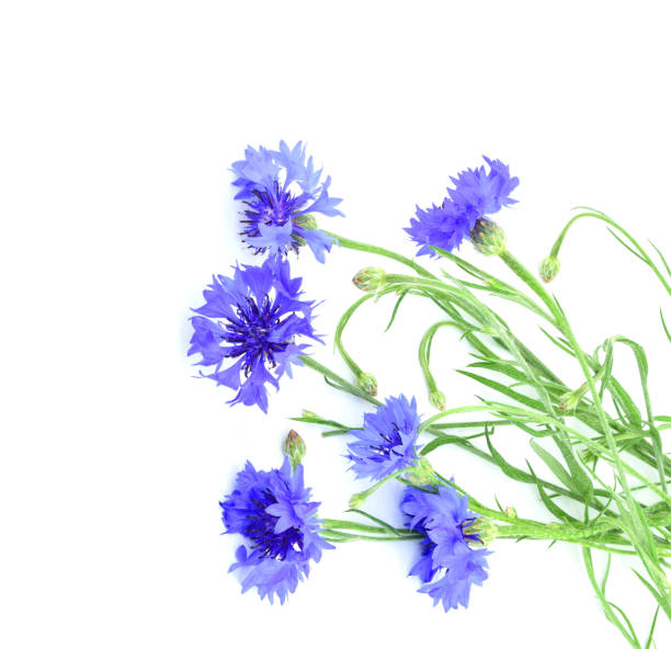 Blue Cornflower or bachelor's button. Centaurea cyanus. Flowers  isolated on white background. Flower arrangement.