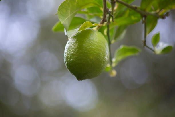 Green lemon on a blurred background in November in Budva Montenegro. High quality photo
