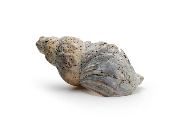 istock Beautiful Worn and Weathered Whelk Spiral Seashell Broken and Textured Isolated on White Background 2197994819