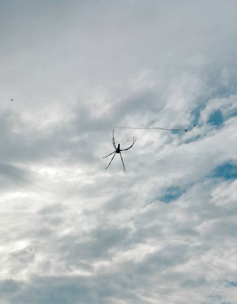 istock A spider builds its web high up in a tree, giving the illusion of floating 2197994900