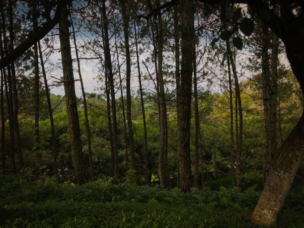 view of pine trees on the hill