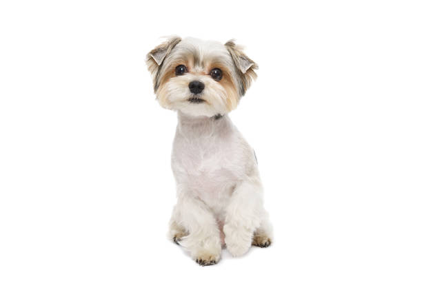 Cute maltese puppy isolated on white background...