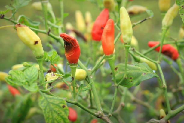 istock Chili plants are attacked by fruit rot pests 2197996674