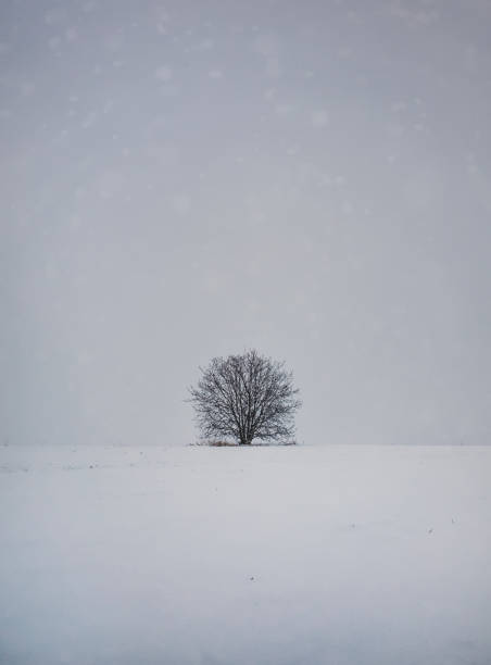 istock Barren lone tree on the snowy land. Cold winter scene and a leafless oak stands single under snowdrift. Numb nature, silence and solitude mood 2197998554