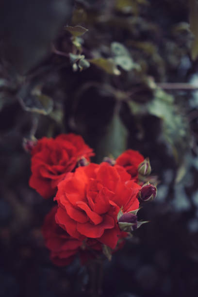 Red roses in garden with vintage colors
