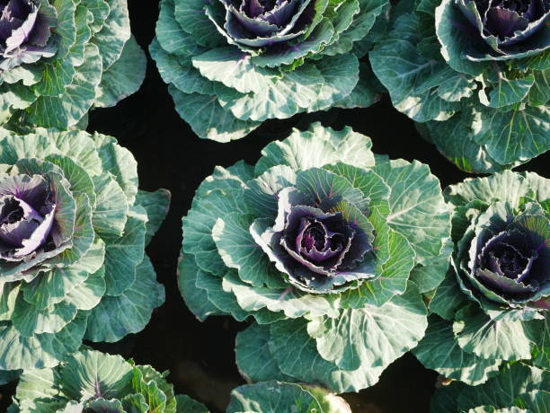 istock Cabbage growing arrangement in garden 2197999844