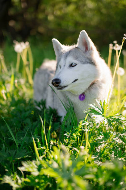 istock White, gray and beige husky dog with different colored eyes looking like a wolf eats green grass and looks away 2198000813