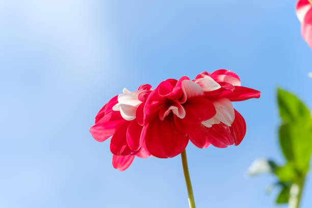 A stunning red and white dahlia in full bloom, beautifully contrasted against the bright blue sky, highlighting its intricate petal structure.
