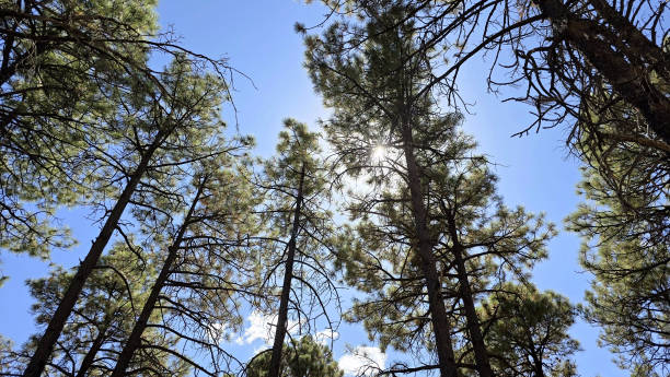 Forest Mountain Scrub Bush Desert Blue Sky Rocks Tree Green