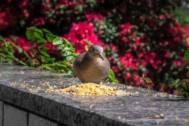 A sparrow sit at a bird feeder and eat nuts.