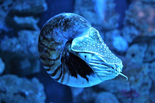 A nautilus is a sea snail with a spiral shell.