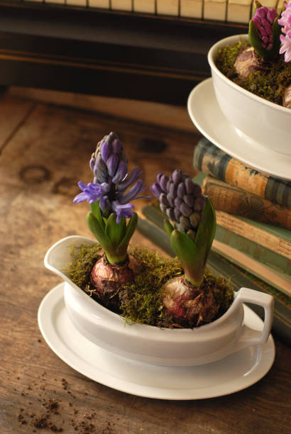 istock Blooming hyacinth bulbs in a vintage gravy boat planter 2198006059