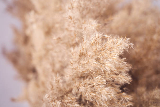 Close-up of fluffy pampas grass with soft beige texture in natural light.