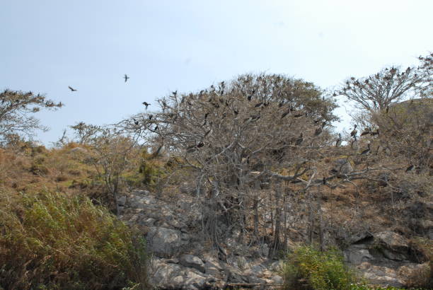 istock A flock of pelicans standing on a tree without leaves at the seaside. Pie de la cuesta, Guerrero, Mexico. 2198006528