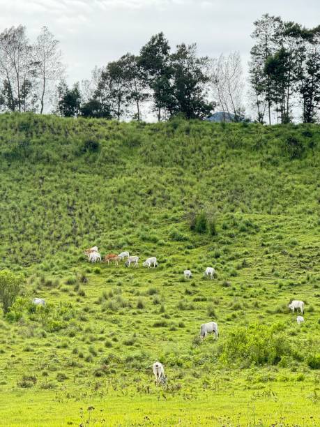 istock Herd of Cows Roaming the Savanna and Hills 2198007739
