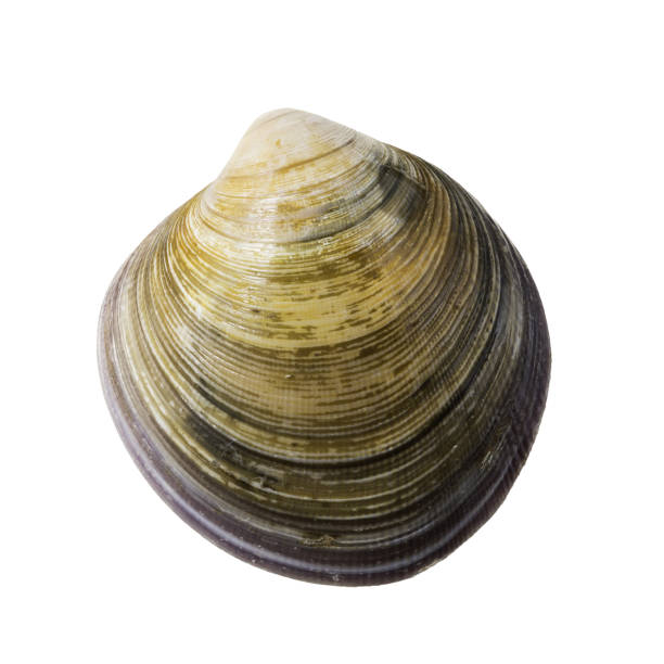 istock Close-Up Of Shell Clam Against White Background. 2198007766