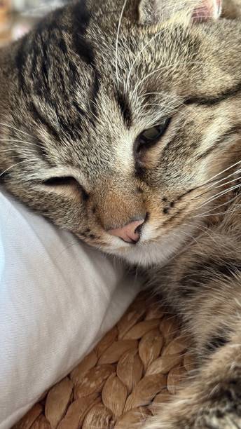 istock Cat lies relaxed and purrs 2198009418