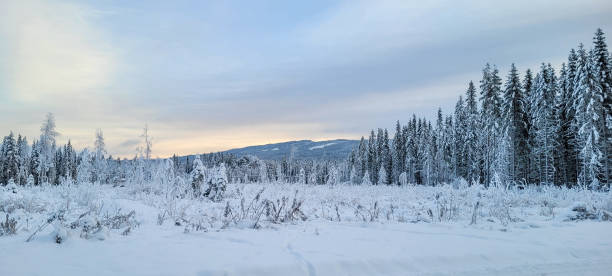 istock Snow-Covered Meadow with Frosted Trees and a Mountain Backdrop 2198010013