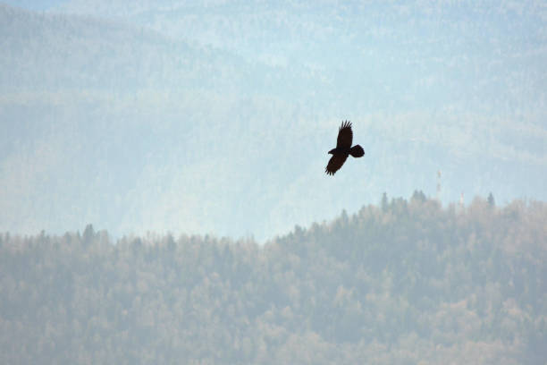 Common or northern raven in the sky