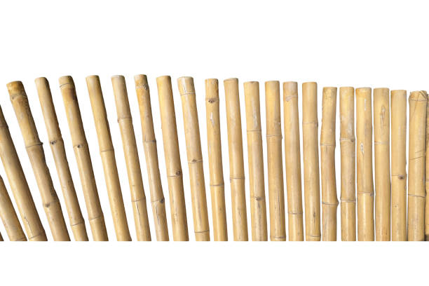 istock A rustic bamboo fence cut out with clipping paths, embodies traditional craftsmanship, eco friendly construction, and natural aesthetics. 2198012558