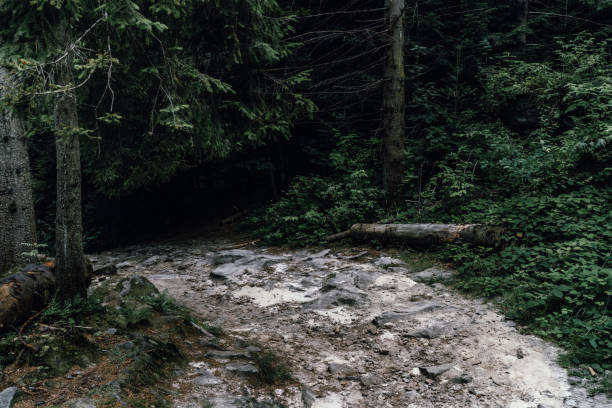 The mossy, rugged trail winds through dense forest, offering a tranquil escape into nature. The earthy textures and overgrown path suggest a serene, untrodden wilderness.
