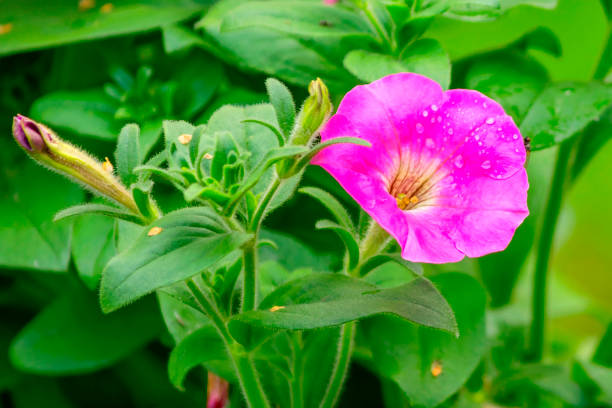 istock Blooming annual pink petunia with water drops from rain. 2198013685