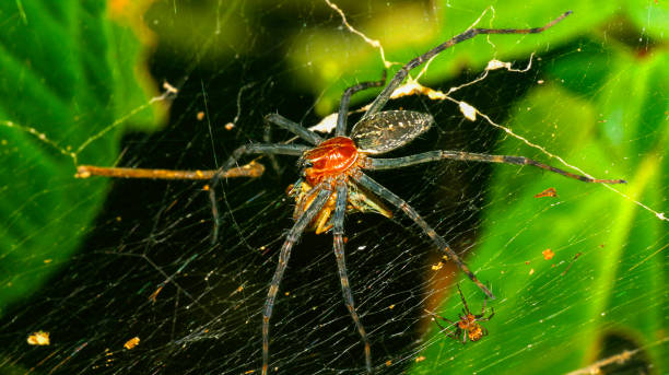 Tropical Spider Hunting, Tropical Rainforest, Napo River Basin, Amazonia, Ecuador, America