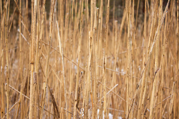 Bog reed, sedge or cane caught in ice during winter