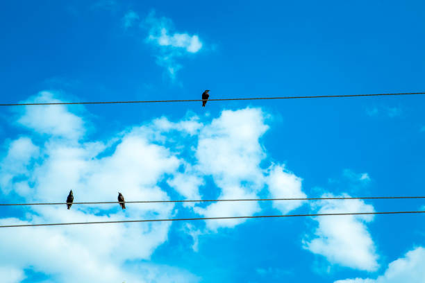 istock birds, sky, birds on wires, flight, nature, harmony, fauna 2198015445