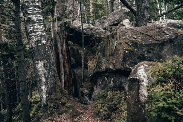 Struggle of the Forest: A Tree Uprooted Among Rocks. High quality photo