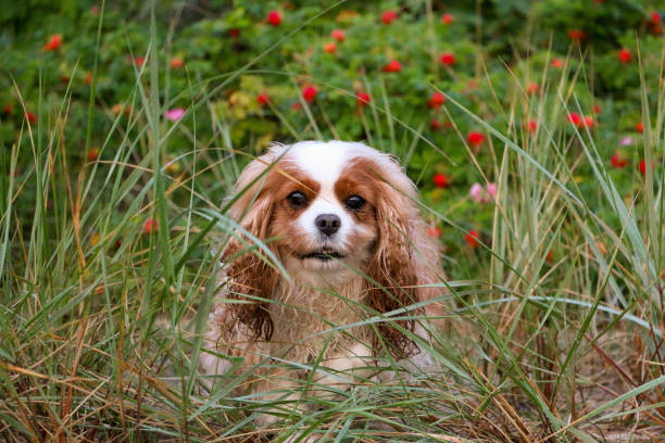 a pretty brown white cavalier king charles spaniel sitting in front of a rosehip bush with red rosehips pretty brown white cavalier king charles spaniel sitting in front of a rosehip bush with red rosehips young purebred fluffy cavalier king charles spaniel relaxing in summer stock pictures, royalty-free photos & images