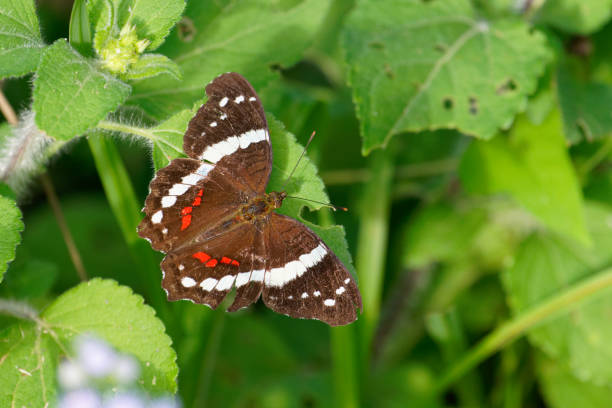 Butterflies flourish in central America