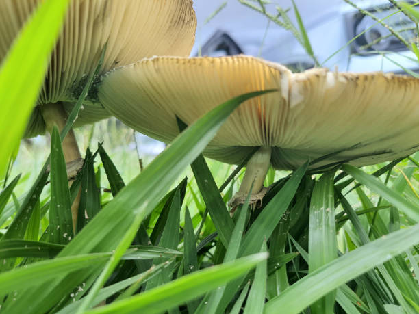 close-up of orange grisette mushroom in the grass