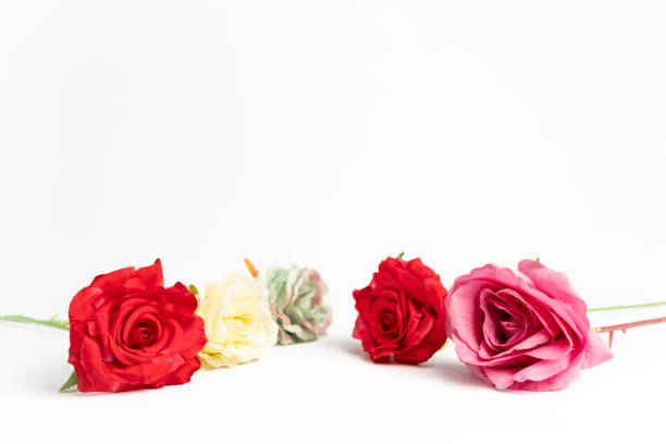 red white pink rose valentine white background st patrick green rose copy space