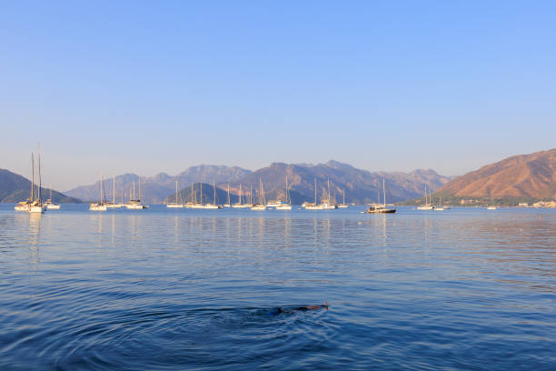 A man dives with a mask and snorkel and examines the seabed. Background with selective focus and copy space for text.