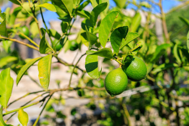 Citrus fruits on the tree. Background with selective focus and copy space for text.