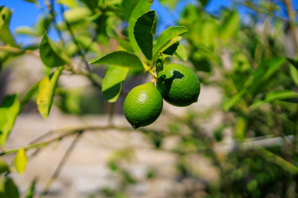 Citrus fruits on the tree. Background with selective focus and copy space for text.