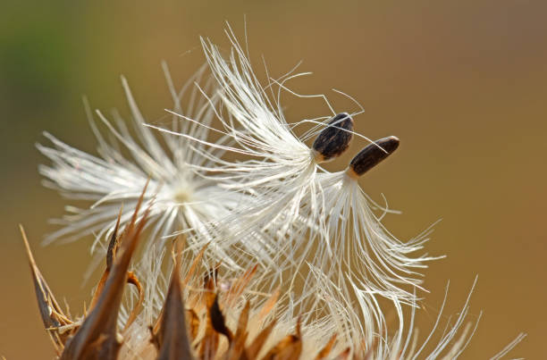 Thorn seeds in close up