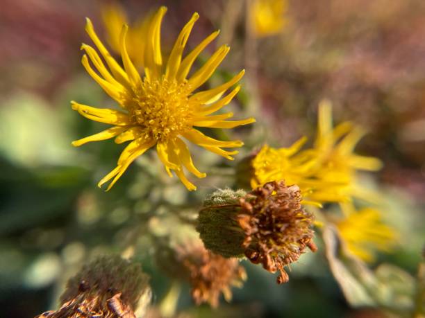 istock Yellow wildflowers 2198023983