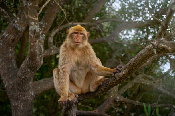 istock Barbary macaque, Macaca sylvanus, wild monkey in Gibraltar. The only one monkey species on the European continent. Urban wildlife on the top of Rock og Gibraltar. Animal in the nature. 2198024359