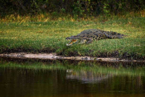 istock Crocodile with beautiful evening light. Nile crocodile, Crocodylus niloticus, with open muzzle, in the river bank, Okavango delta, Moremi, Botswana. Wildlife scene  from African nature. 2198025304