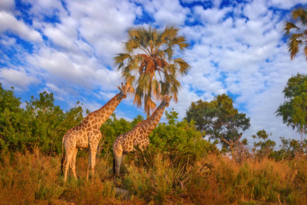 Giraffe in bush forest, evening light, blue sky with white clouds. Idyllic giraffe silhouette with evening blue sky, Botswana, Africa. Wildlife scene from nature.
