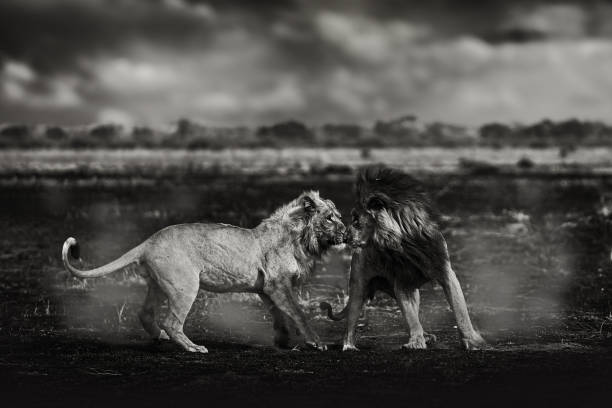 Africa, black and white art photo. African lion, male fight, old and young. Botswana wildlife. Lion, slose-up detail portrait. Animal in fire burnt place, lion grass walk in wind, Savuti, Chobe NP. África, foto artística en blanco y negro. león africano, pelea macho, viejo y joven. vida silvestre de botsuana. león, retrato con detalle de slose-up. animal en el lugar quemado del fuego, la hierba del león camina en el viento, savuti, chobe np.