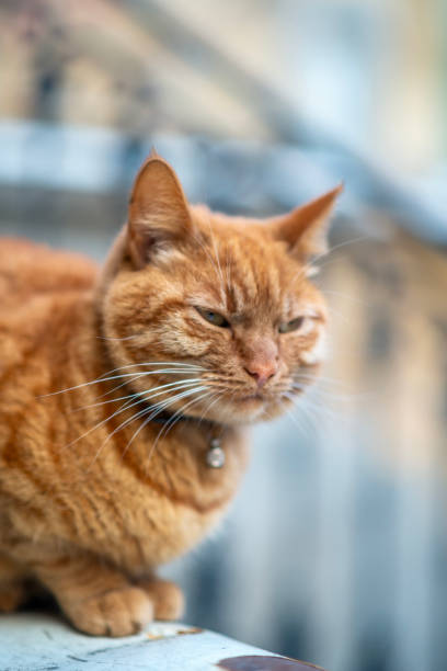 istock redred tabby cat with ribbon and decoration on neck 2198027341