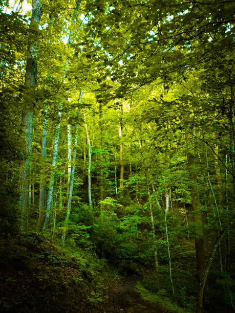 Forest Park, Tokyo.